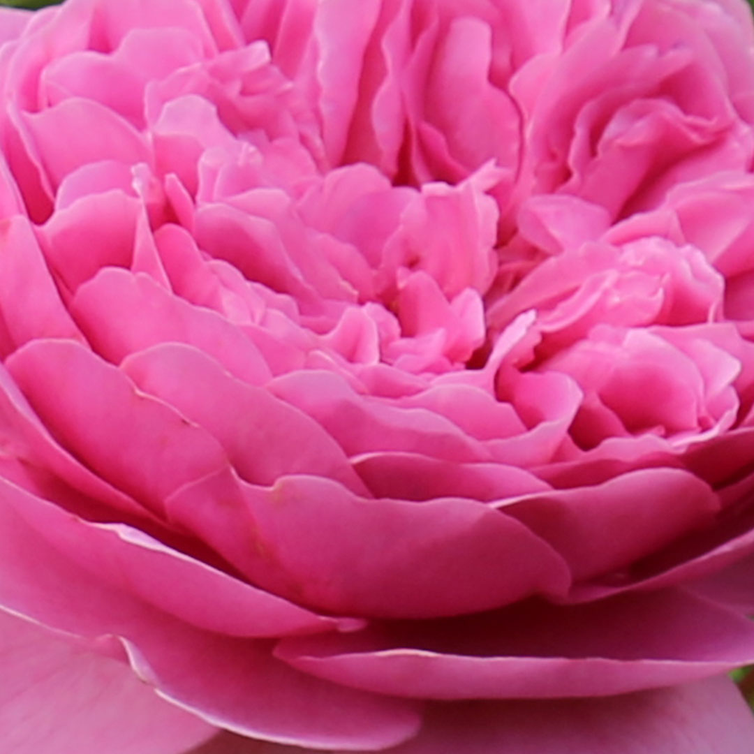 Botella de Gel de Ducha British Rose reciclada, con ingredientes naturales como extracto de rosa y aloe vera orgánico en un diseño ecológico